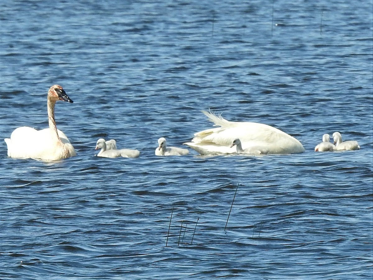 Trumpeter Swan - ML610611290