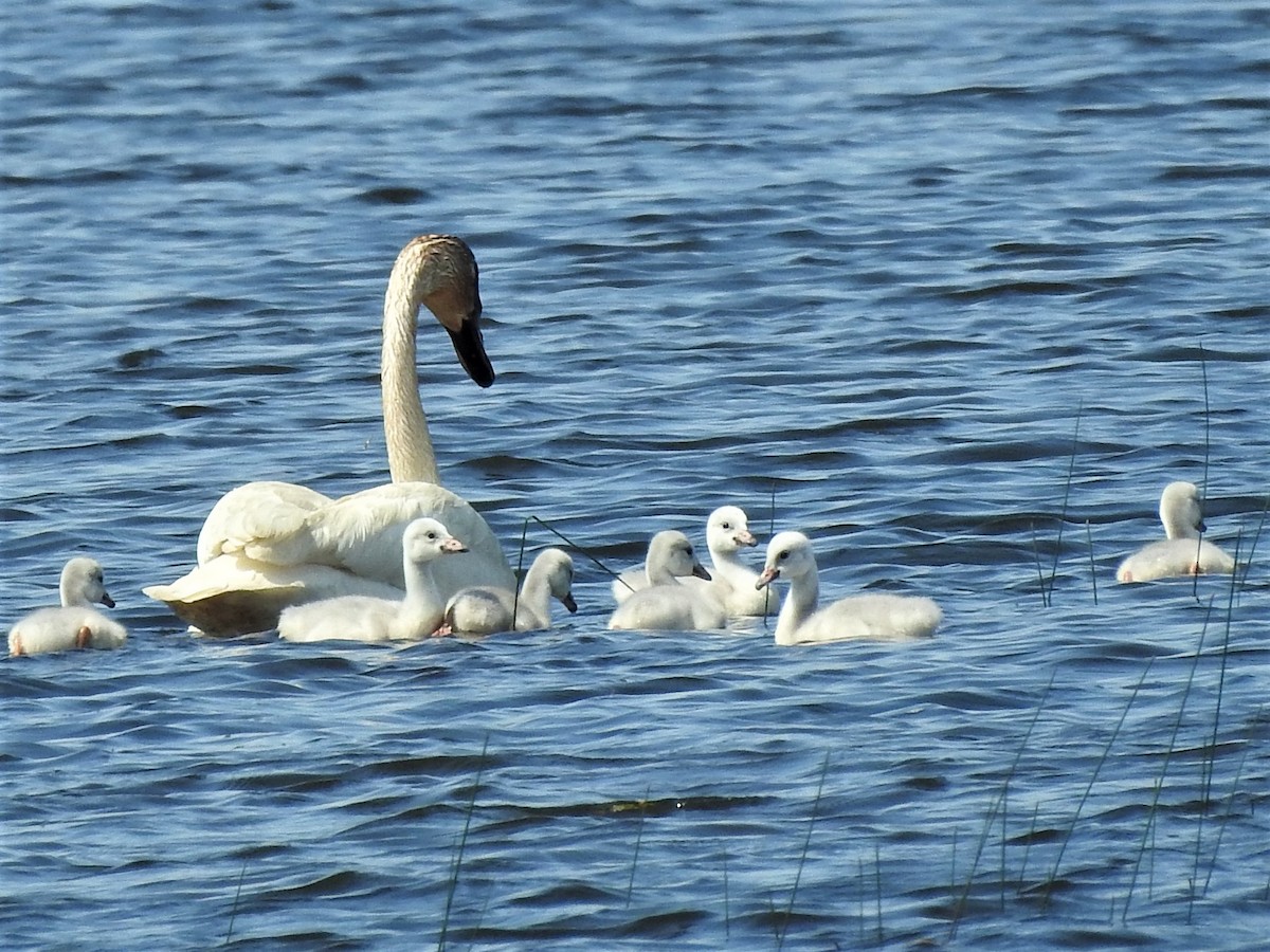 Trumpeter Swan - ML610611295