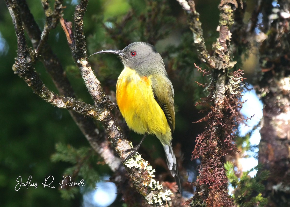 Mindanaonektarvogel - ML610611359