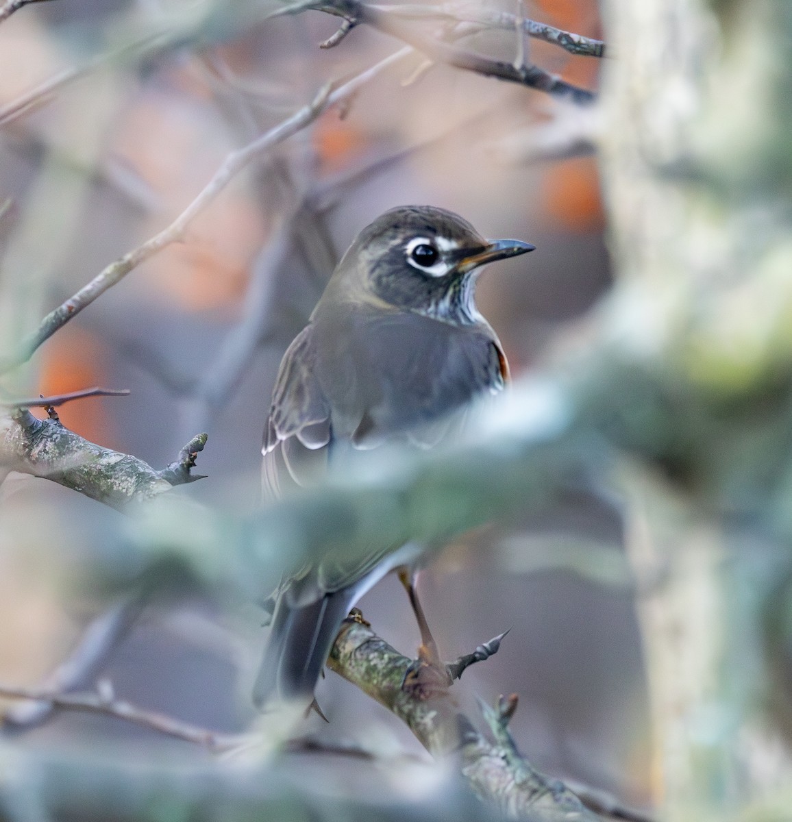 American Robin - ML610611387