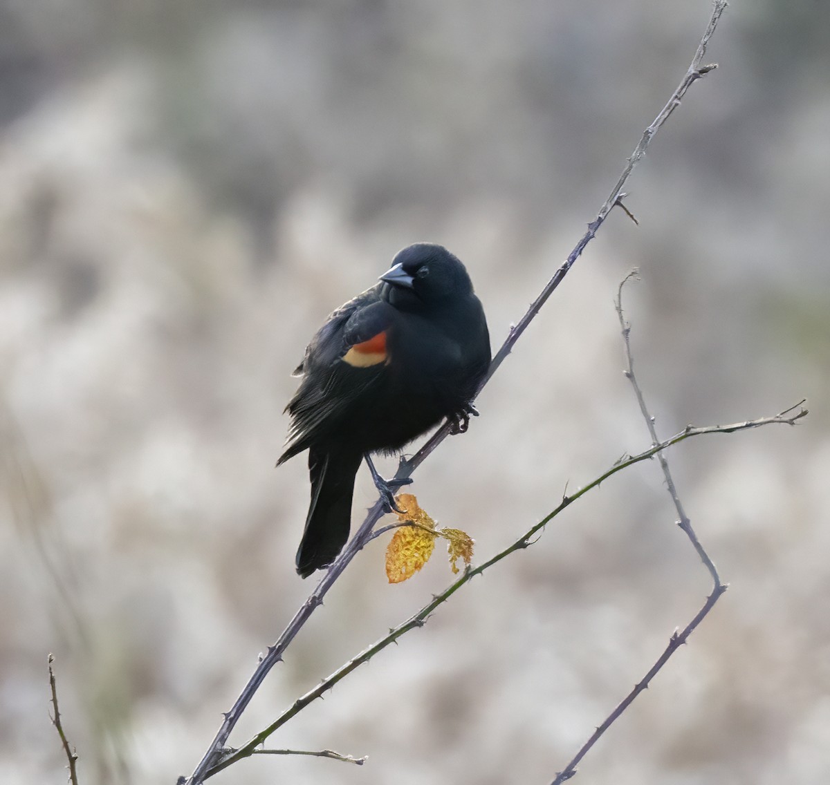 Red-winged Blackbird - ML610611416