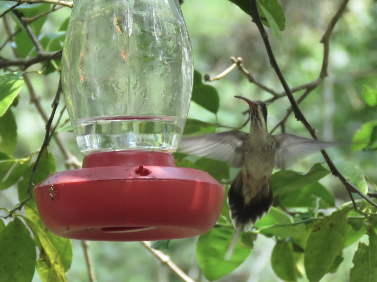 kolibřík světlebřichý - ML610611451