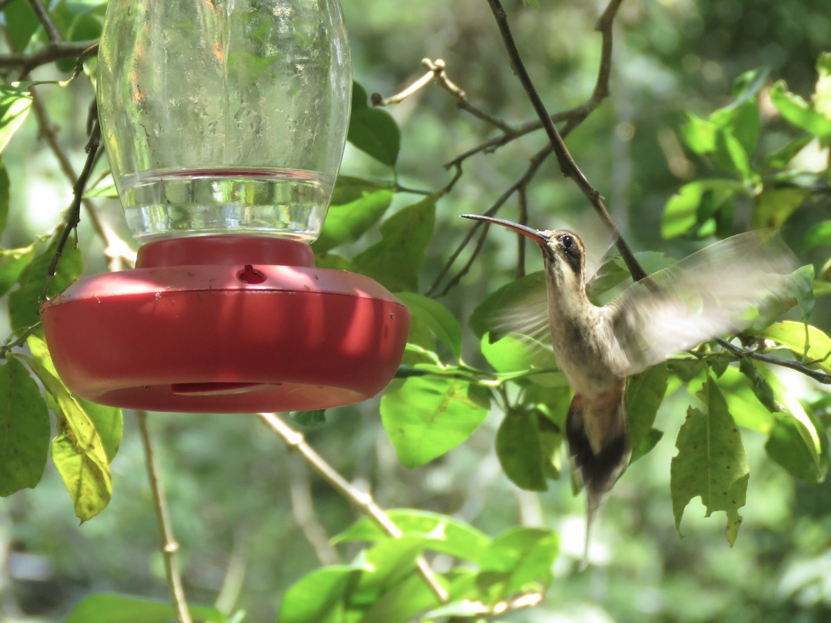 Светлобрюхий колибри-отшельник - ML610611454