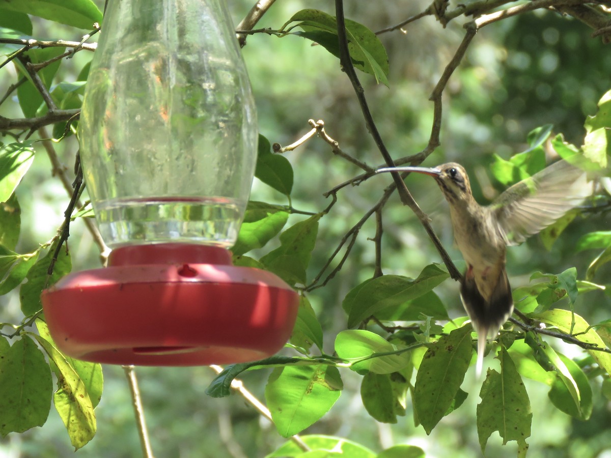 Светлобрюхий колибри-отшельник - ML610611455