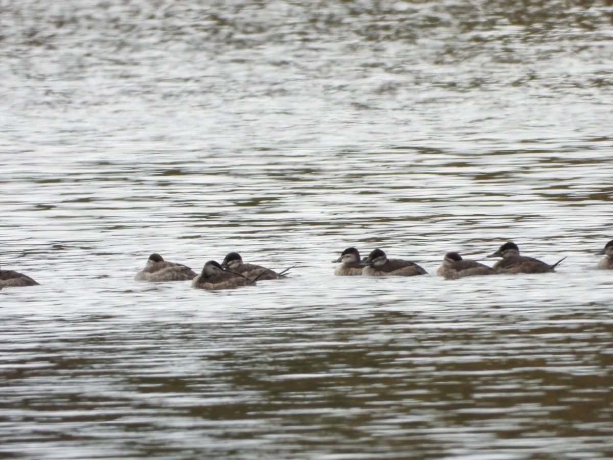 Ruddy Duck - ML610611581