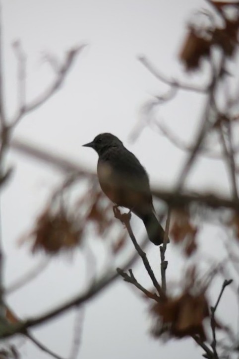 Brewer's Blackbird - ML610611630