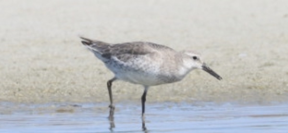 Red Knot - ML610611667