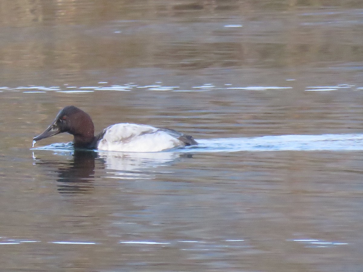 Canvasback - ML610611694