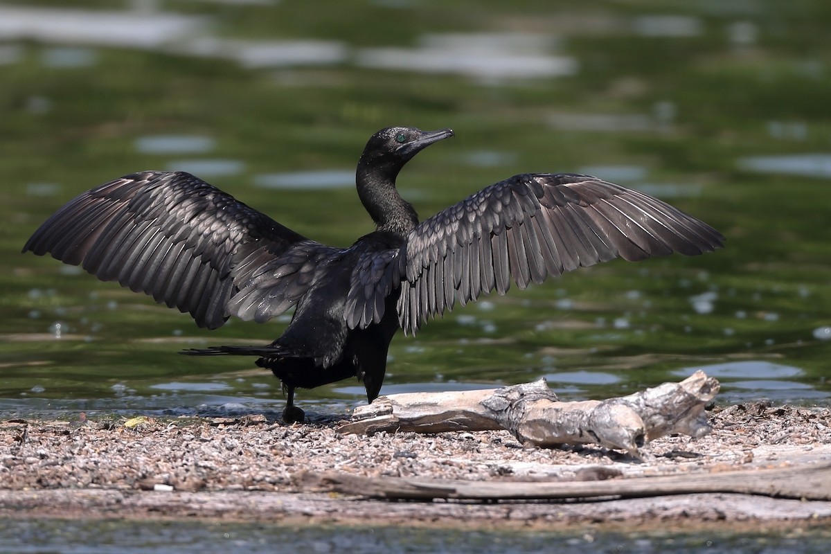 Little Black Cormorant - ML610611807