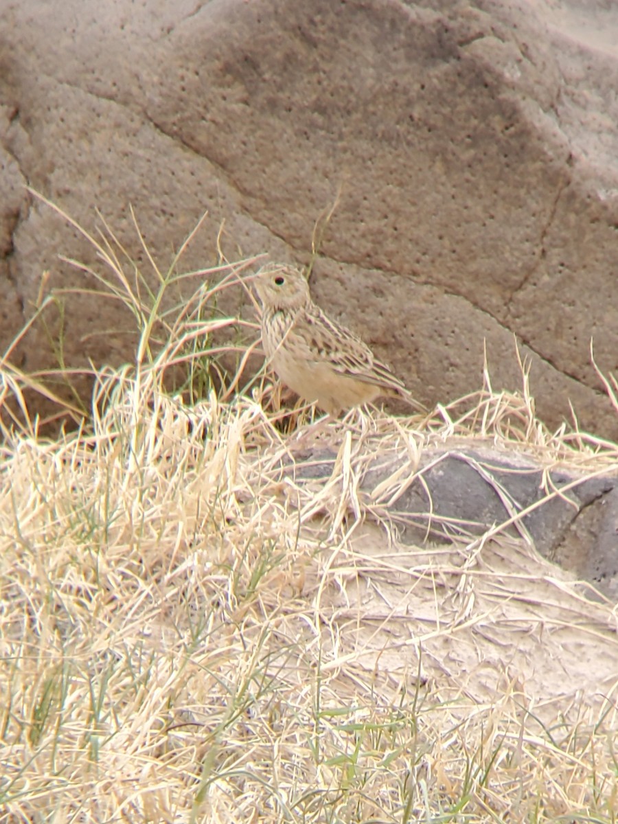 Sprague's Pipit - ML610611888