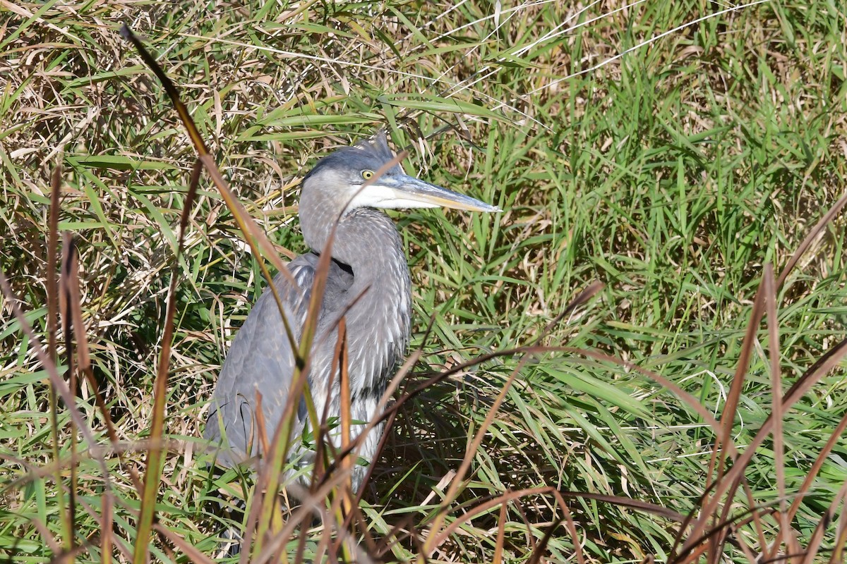 Great Blue Heron - ML610611944