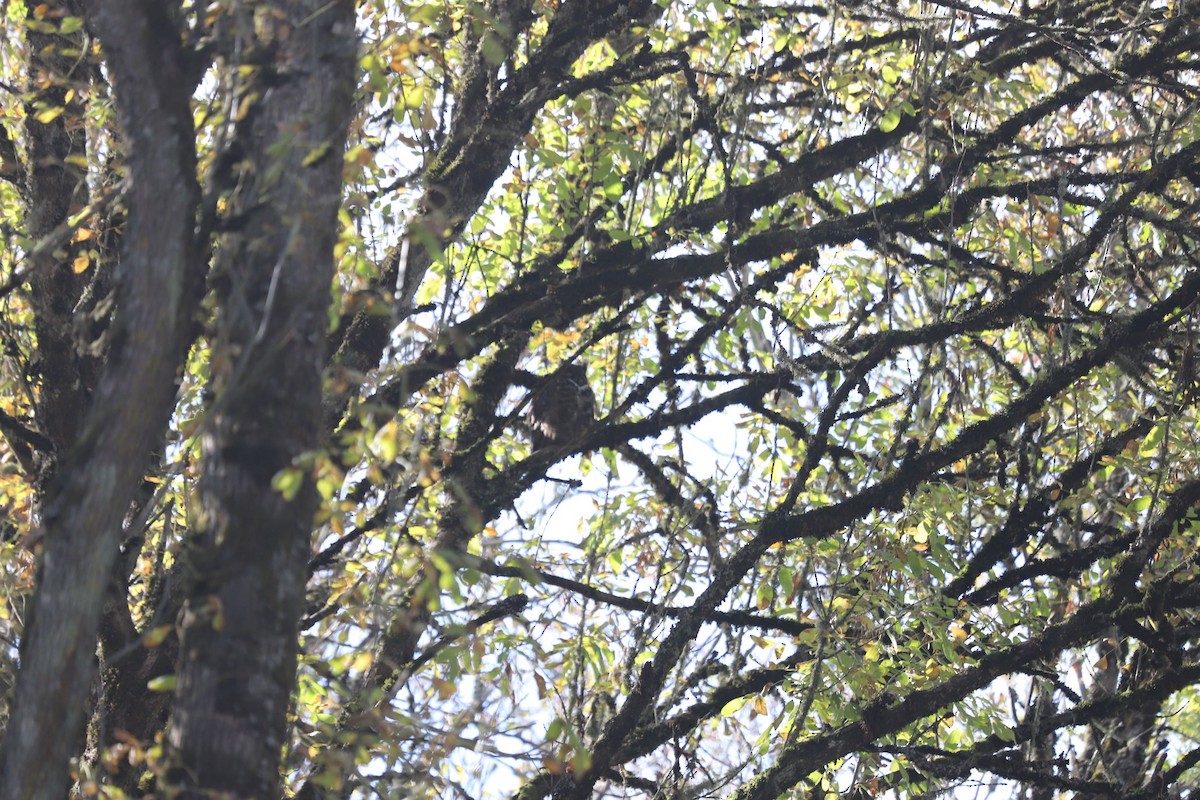 Great Horned Owl - ML610611956