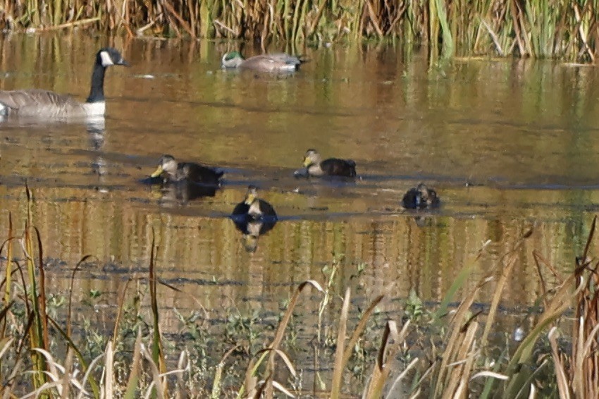 American Black Duck - ML610612023