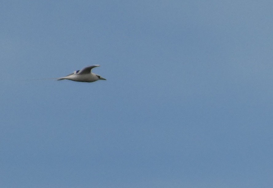 White-tailed Tropicbird - ML610612028