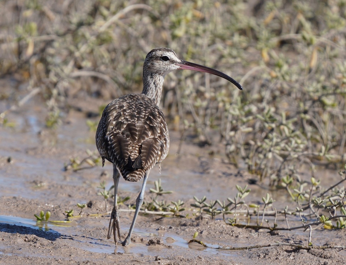 Regenbrachvogel - ML610612083