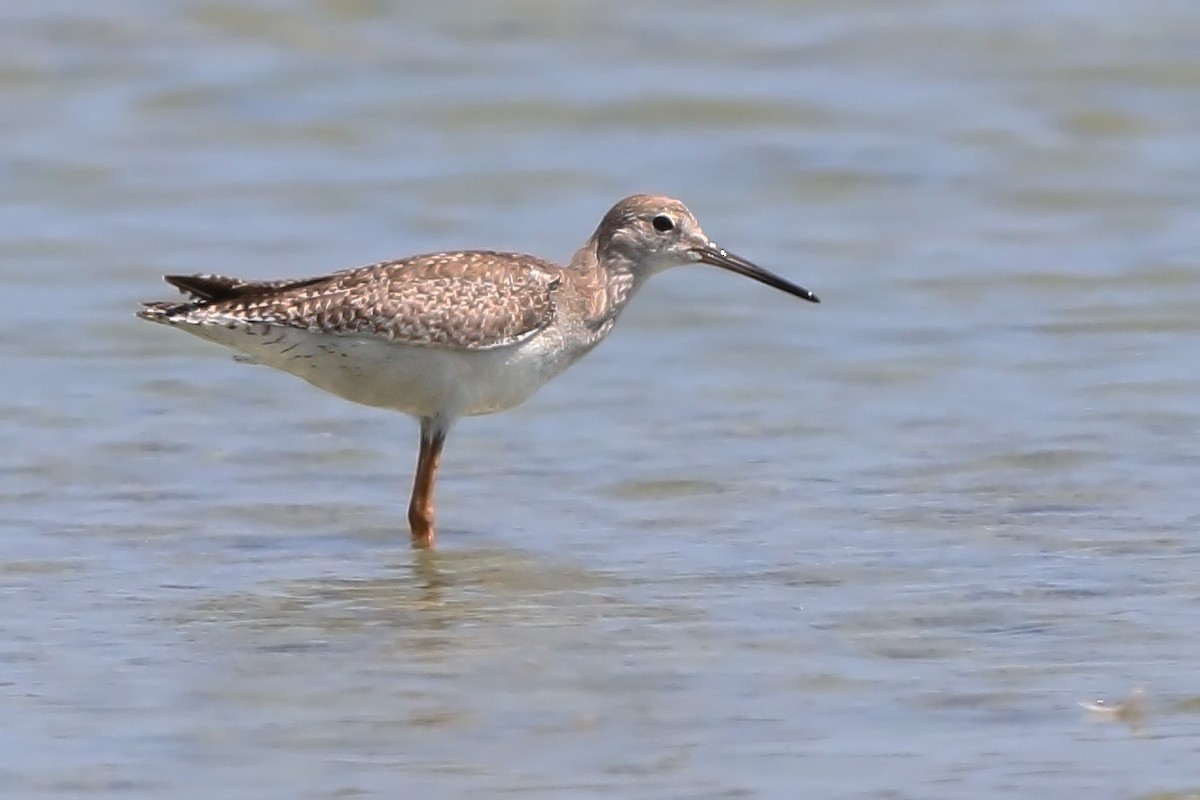 Common Redshank - ML610612115