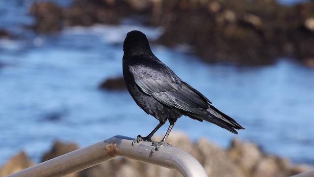 American Crow - ML610612379