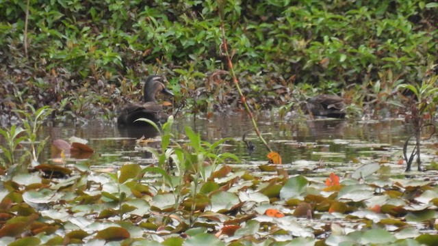 Canard à sourcils - ML610612387