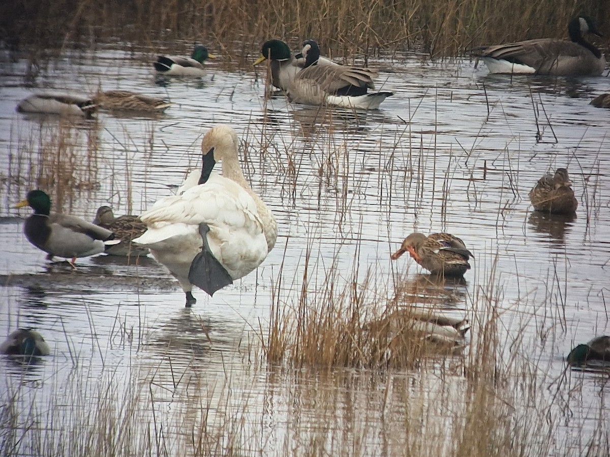 Trumpeter Swan - Enej Vrezec