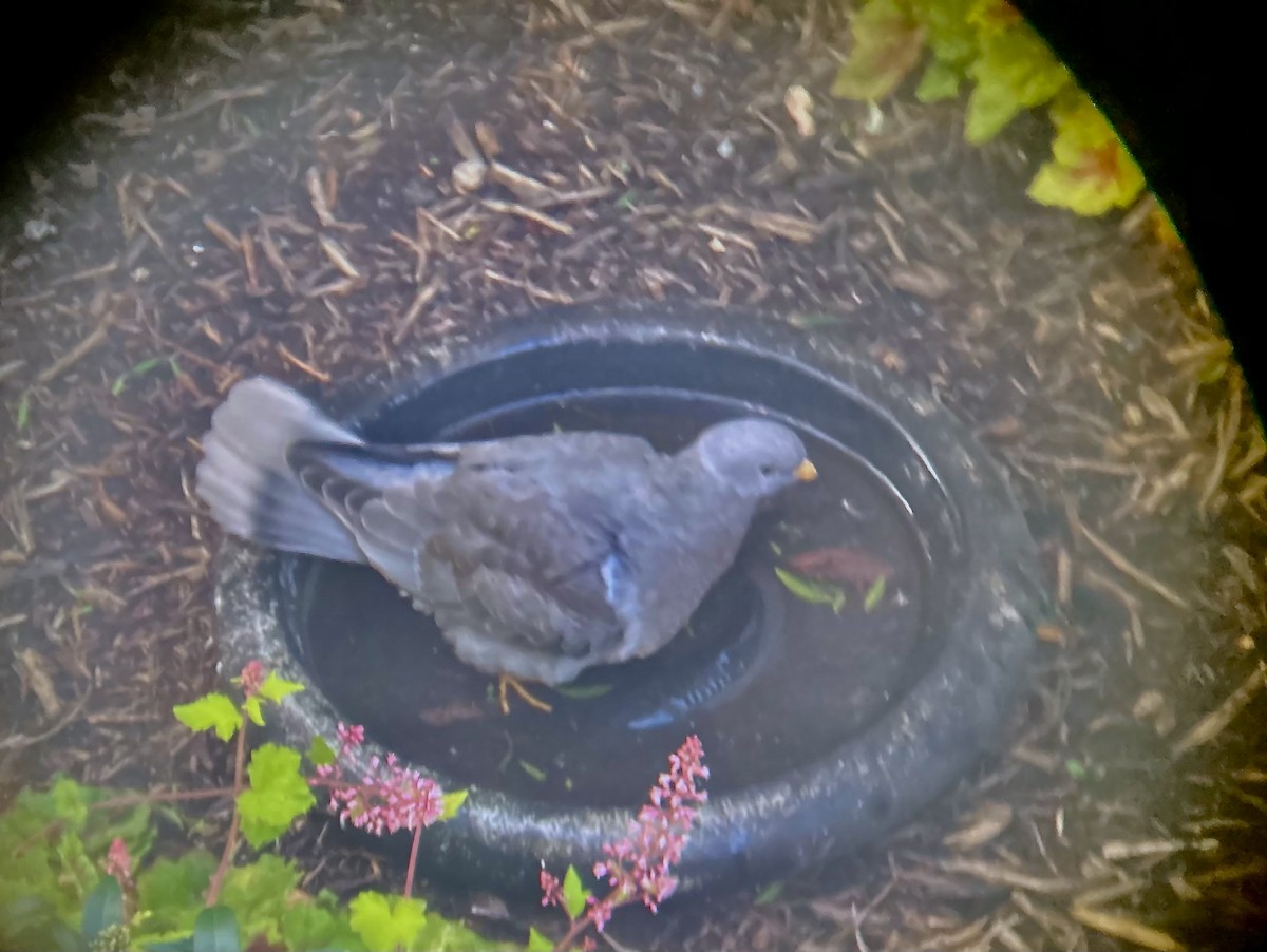 Band-tailed Pigeon - ML610612455