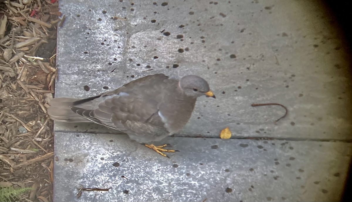 Band-tailed Pigeon - ML610612456