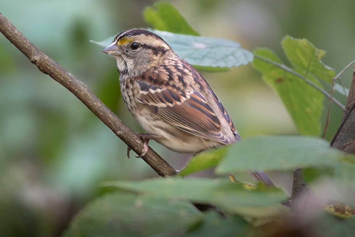 White-throated Sparrow - ML610612496