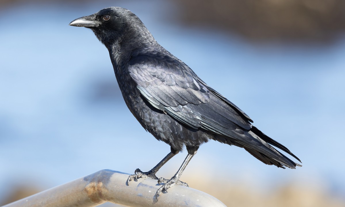 American Crow - ML610612503