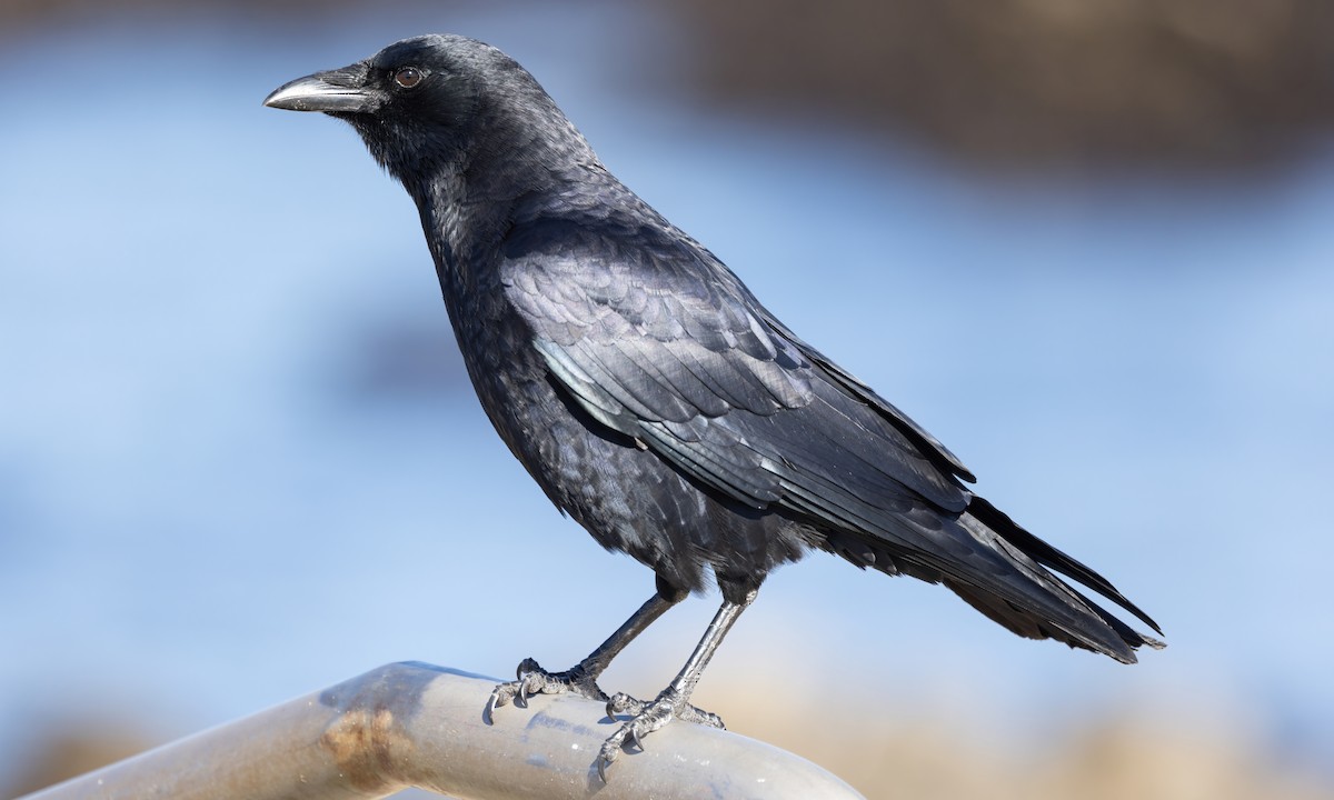 American Crow - ML610612504