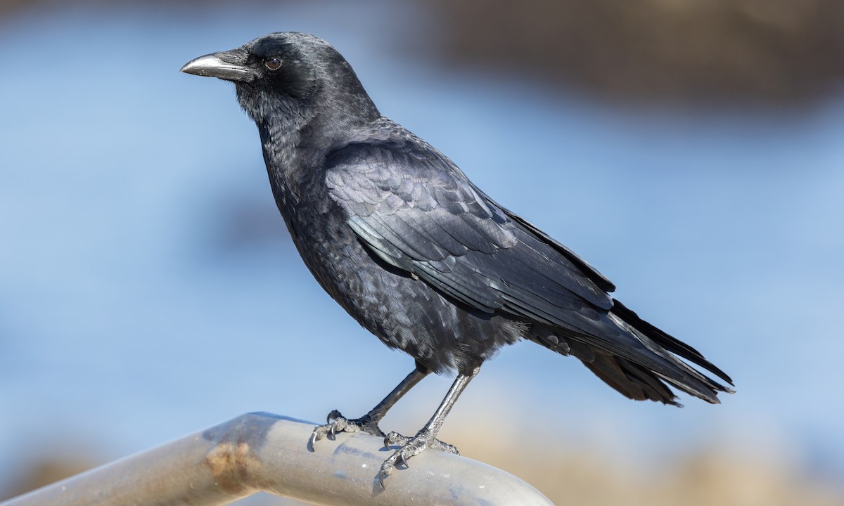 American Crow - ML610612508