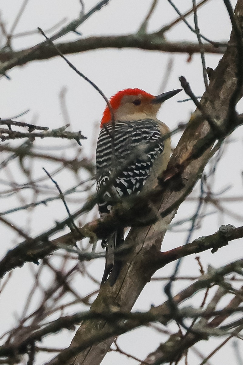 Red-bellied Woodpecker - ML610612542