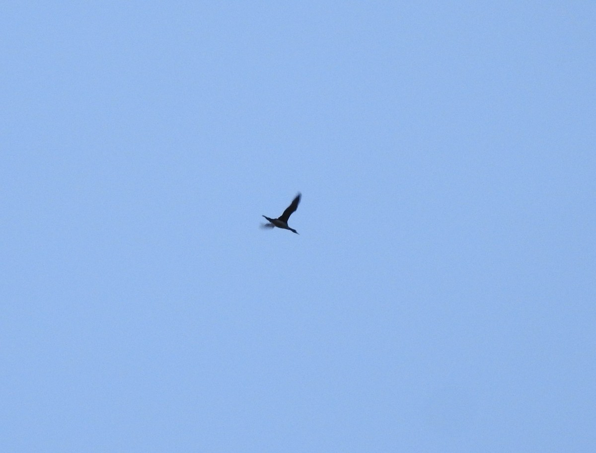 Common/Yellow-billed Loon - ML610612557