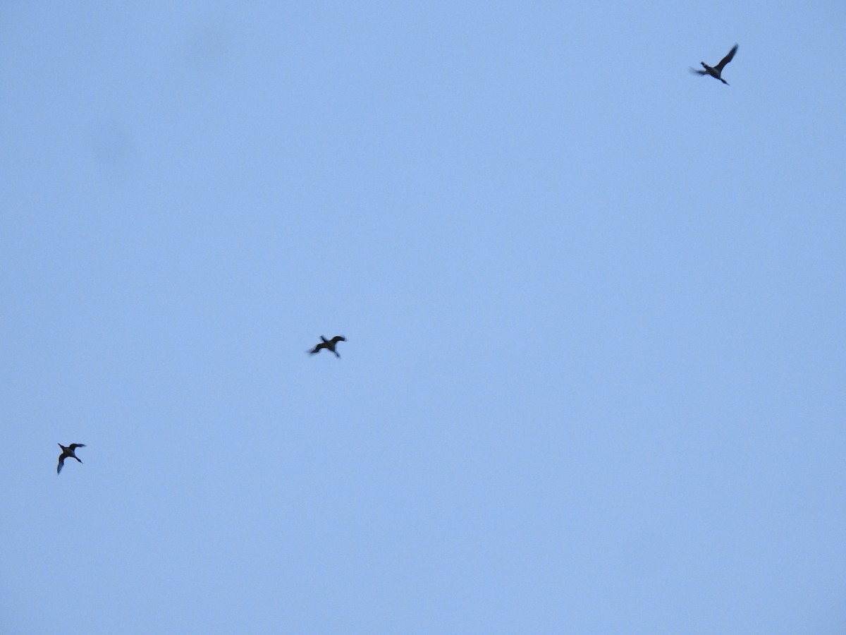 Common/Yellow-billed Loon - ML610612560