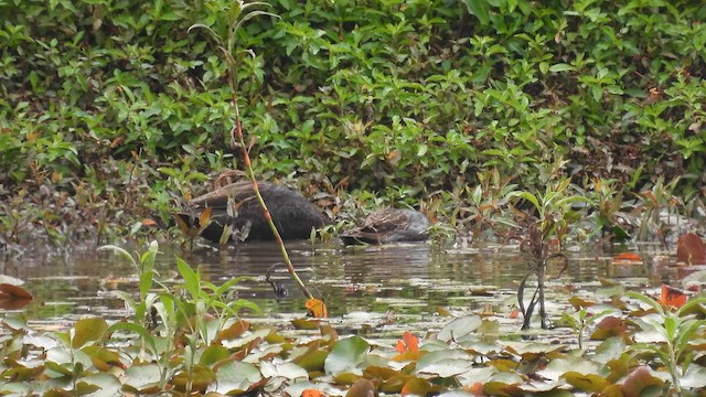 Canard à sourcils - ML610612565