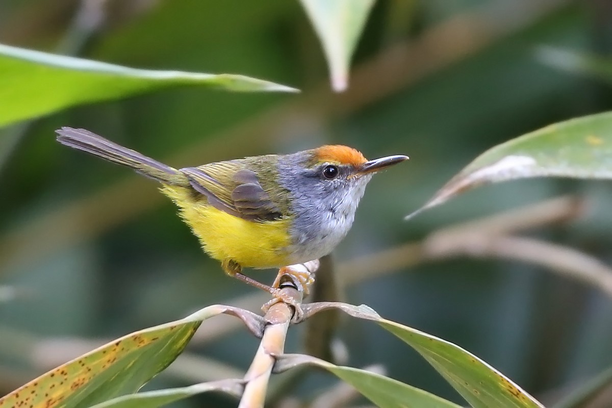 Mountain Tailorbird - sheau torng lim