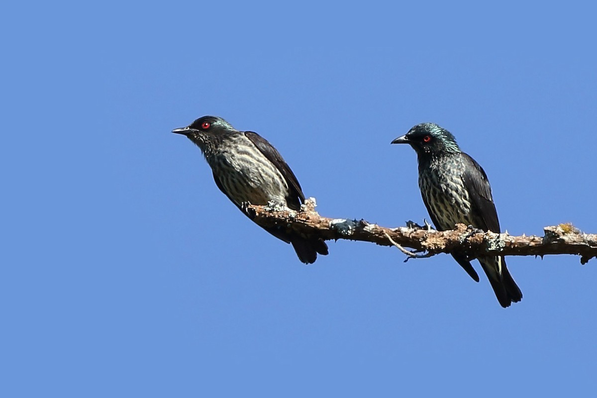 Short-tailed Starling - ML610612610