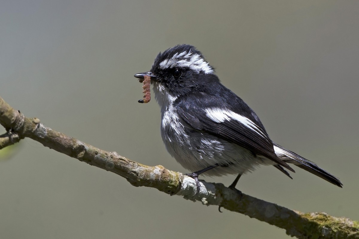 Little Pied Flycatcher - ML610612613