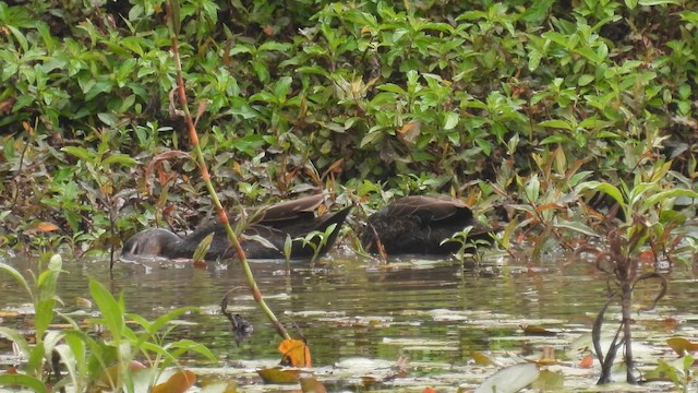 Canard à sourcils - ML610612625