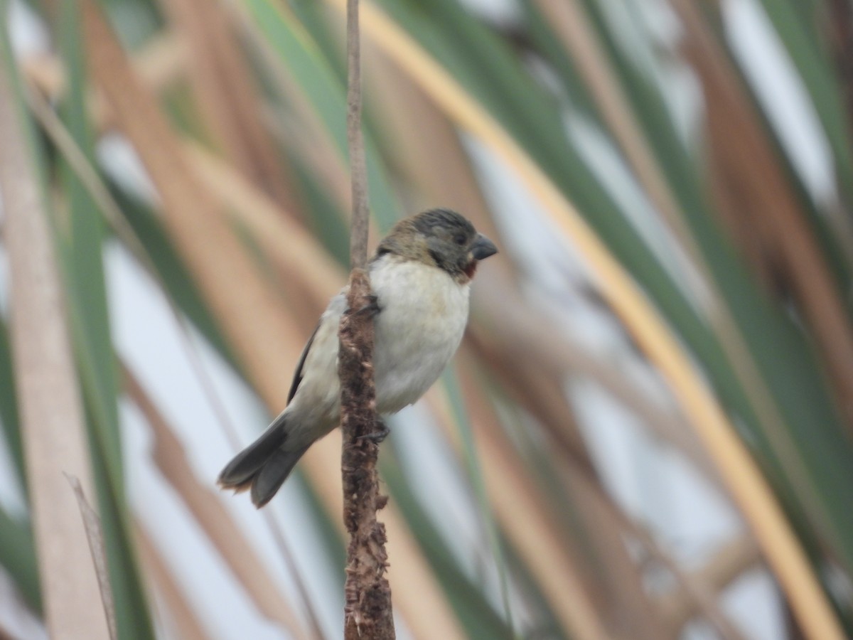 Chestnut-throated Seedeater - ML610612638