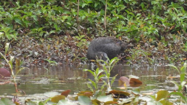 Canard à sourcils - ML610612663