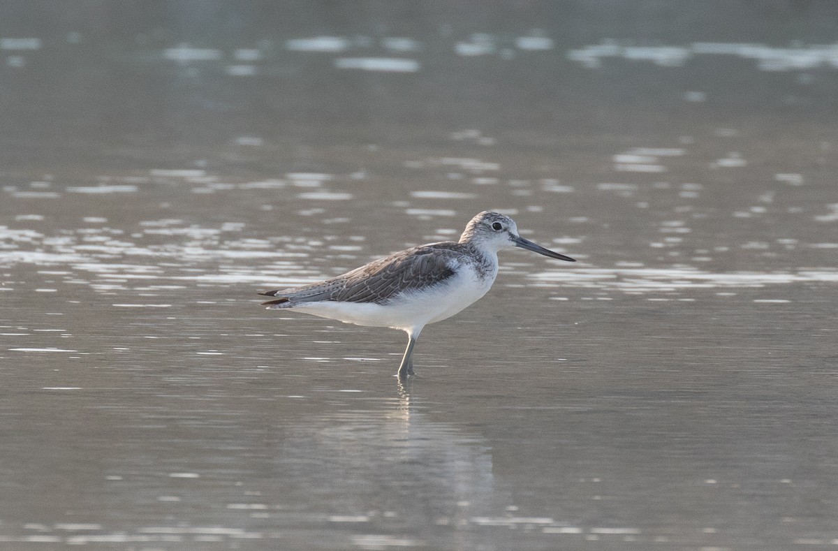 Common Greenshank - ML610612672