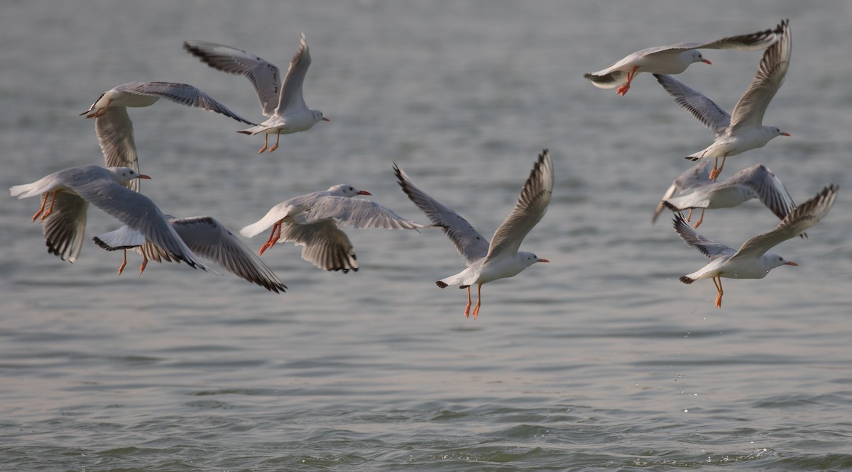 Slender-billed Gull - ML610612681