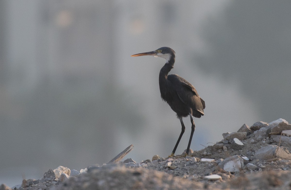 Western Reef-Heron - ML610612691