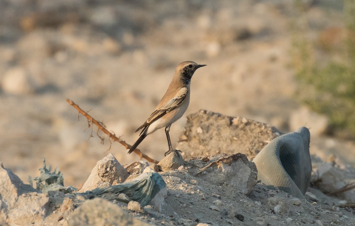 Desert Wheatear - ML610612697