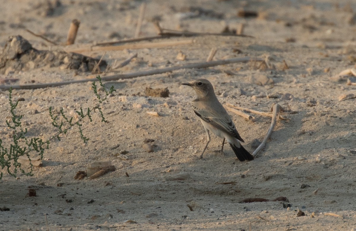 Desert Wheatear - ML610612701