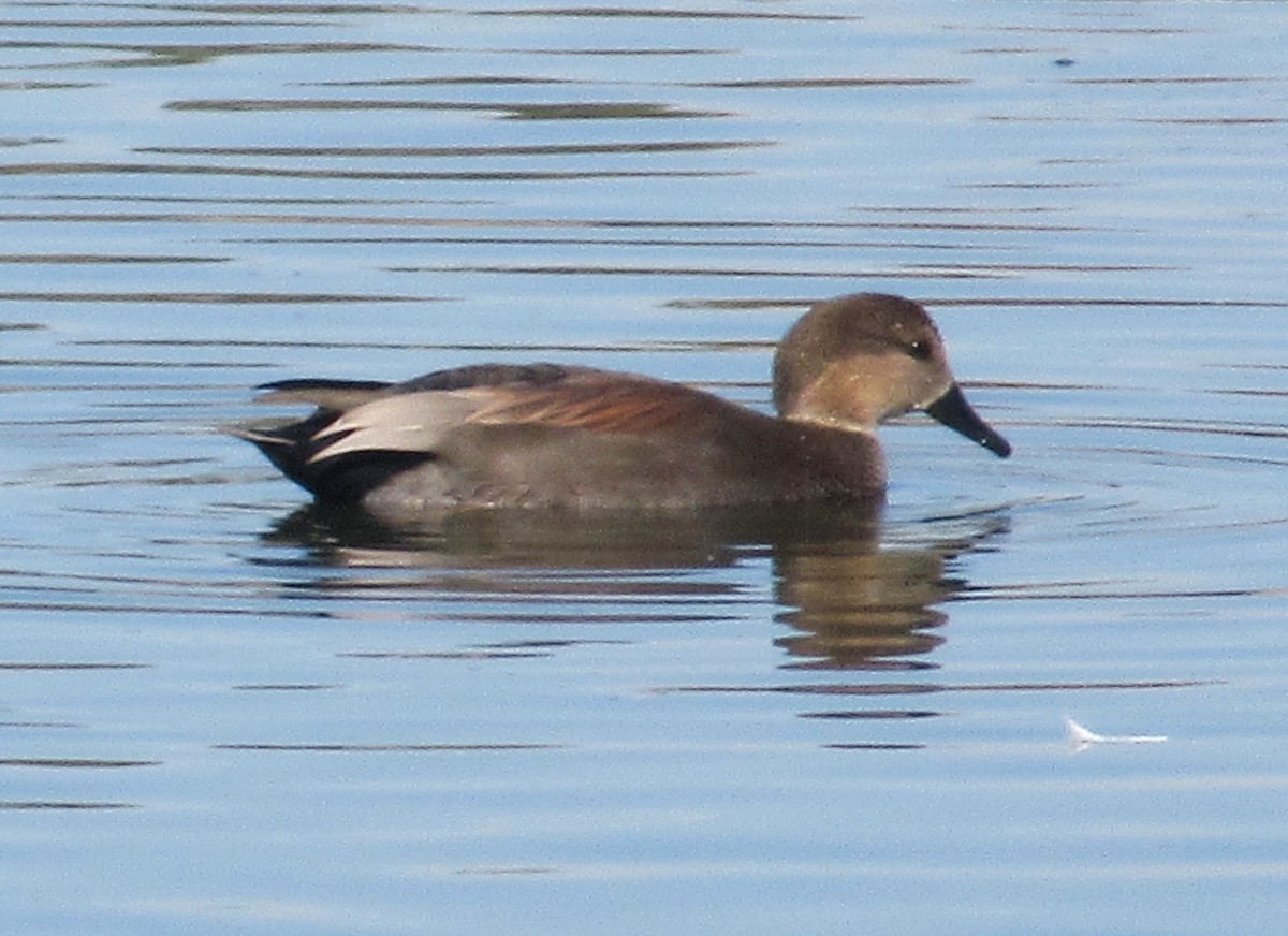 Gadwall - ML610612736