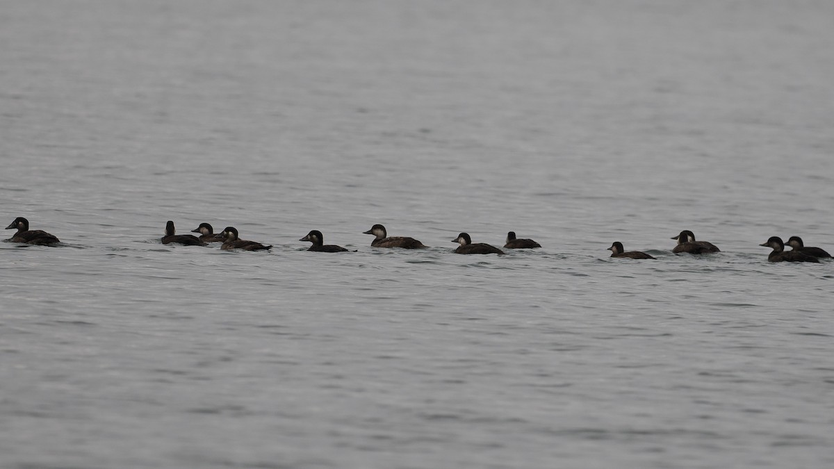 Black Scoter - ML610612778