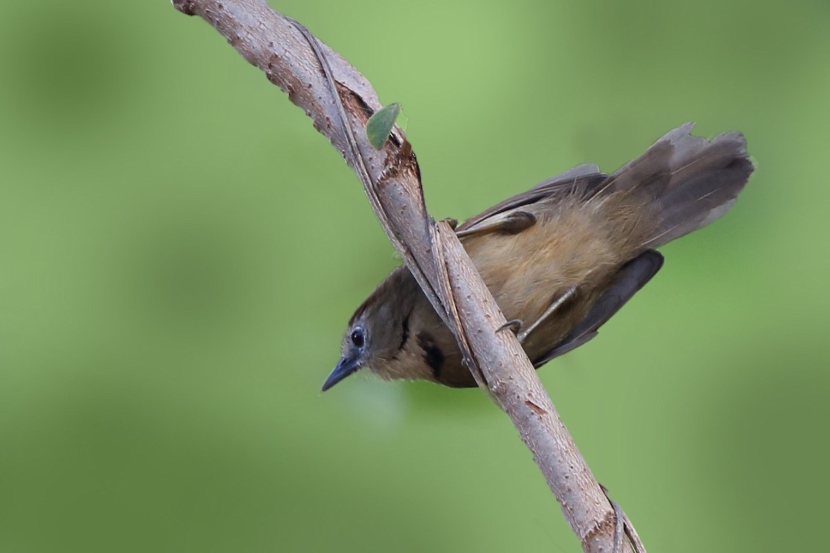 Crescent-chested Babbler - sheau torng lim