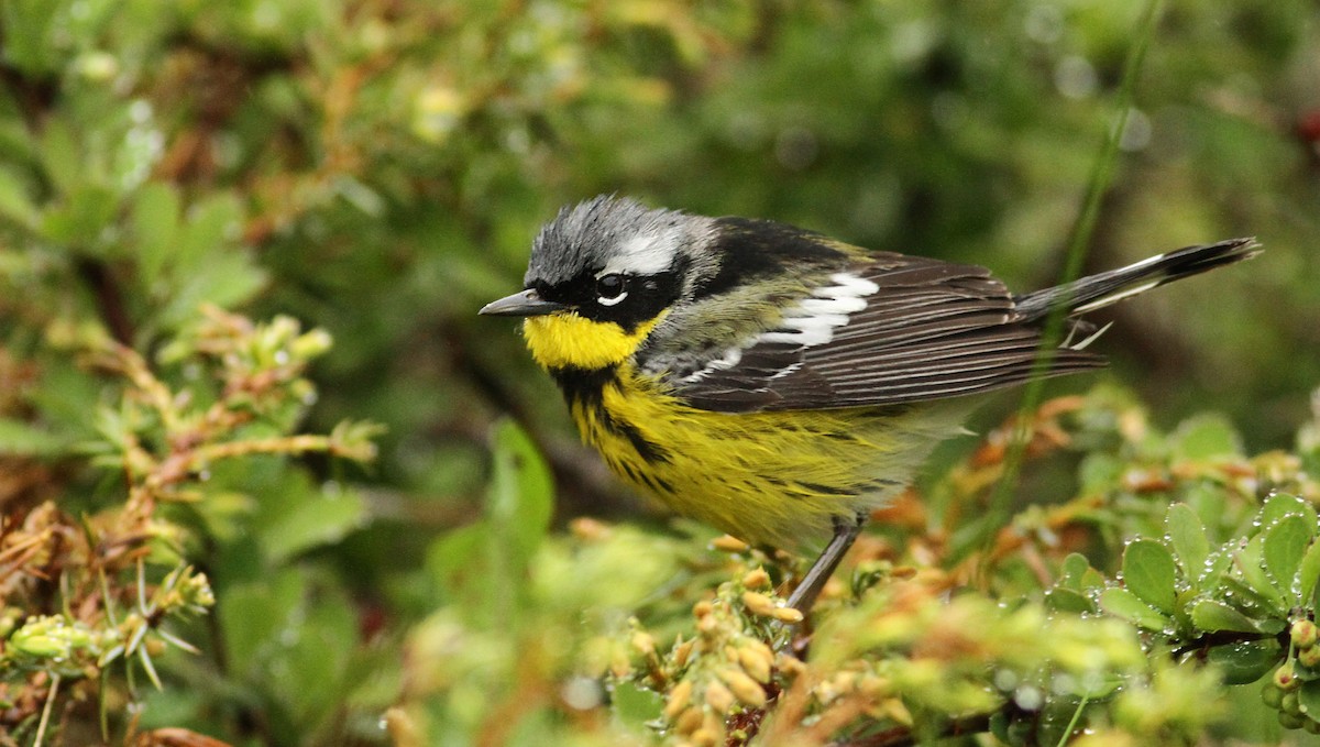 Magnolia Warbler - Luke Seitz