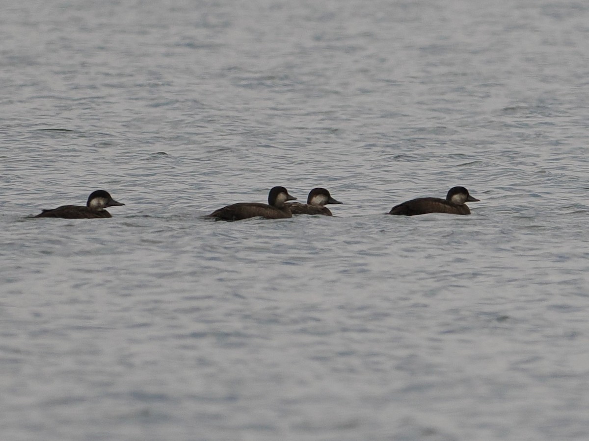 Black Scoter - ML610612865