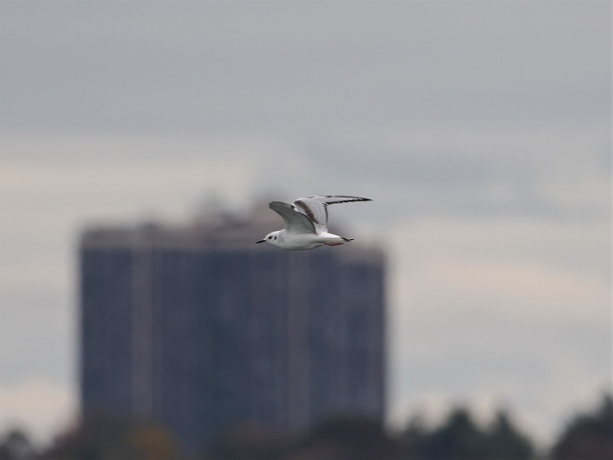 Bonaparte's Gull - ML610612876